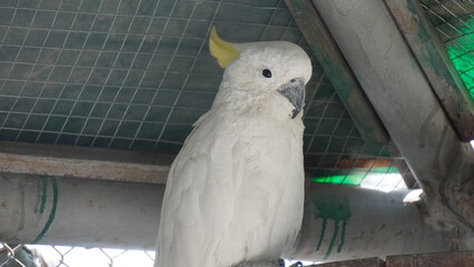 White Cockatoo in Enclosure – Exotic Bird Photography