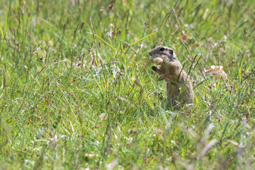 The ground squirrel is a European representative of the ground squirrel. Groundhog eating hazelnuts and posing. Syslí louka near Mladá Boleslav.