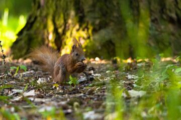 The Eurasian red squirrel (Sciurus vulgaris) in its natural habitat in the forest.