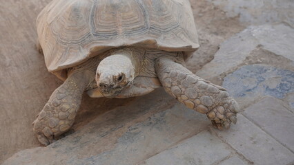 Close-Up of an African Spurred Tortoise