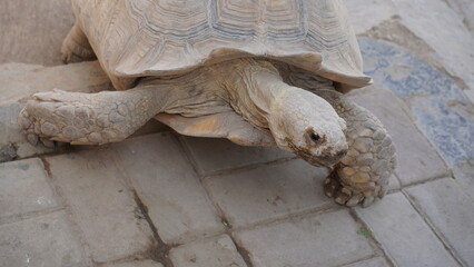 Close-Up of an African Spurred Tortoise