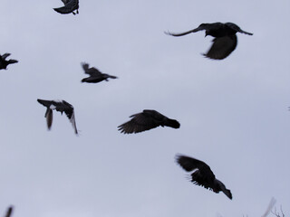 Close-up pigeons flying from electric wires in the park. Concept of a walk, street birds, freedom