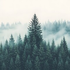 Fototapeta premium Misty Mountain Evergreen Forest Landscape