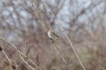 Common Reed Bunting. Emberiza schoeniclus 
