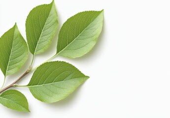 Fototapeta premium Closeup Of Fresh Green Leaves On Branch Against White Background