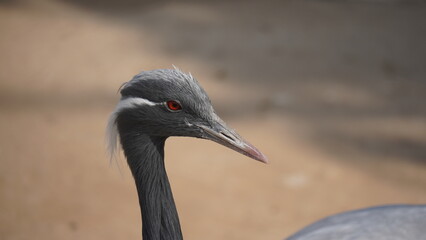 Close-Up of a Demoiselle Crane – Elegant Grey Bird with Red Eyes