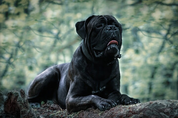 Czarny Cane Corso odpoczywający w lesie – siła i spokój  eży na leśnym wzgórzu, emanując siłą i spokojem. Jego muskularna sylwetka i czujne spojrzenie podkreślają majestatyczny charakter tej rasy psów © Anna