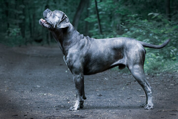 Szary Cane Corso stojący w lesie – siła, czujność i elegancja rasy obronnej. Muskularna sylwetka i uniesiona głowa podkreślają pewność siebie oraz instynkt stróżujący tego majestatycznego psa. © Anna