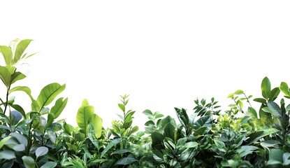 Fototapeta premium Green Foliage Border: A vibrant cluster of lush green foliage creates a natural border, ready to frame your message or image. The leaves' textures and shapes create a sense of growth and life.