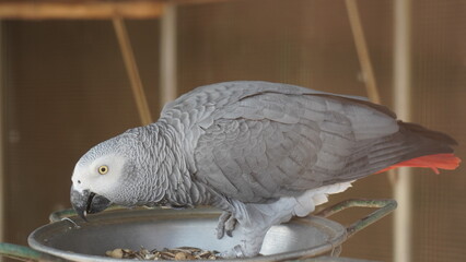 grey parrot in cage