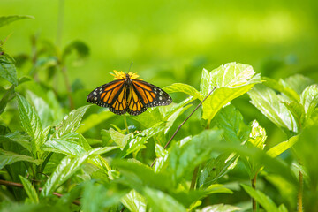Monarch butterfly feeding in pollinating flowers during shiny sunny day