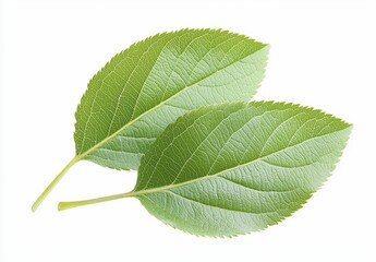 Obraz premium Two Green Leaves On White Background