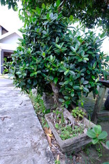 Lush Green Bonsai Tree in Concrete Planter by Sidewalk