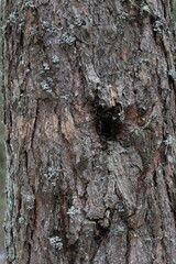 Natural structure of pine bark in the wild.