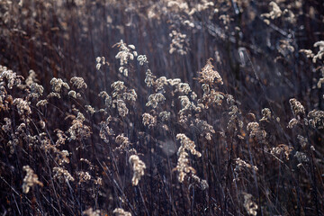 Dry twigs on a sunny day