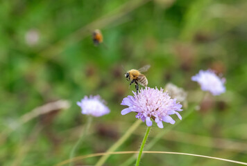 Spring minig bee taking off from a flower