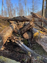 old stump in the forest