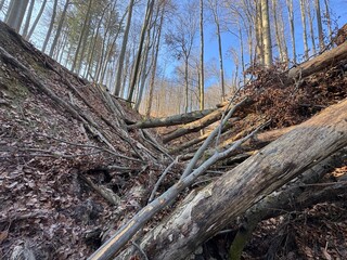 dead tree in the forest