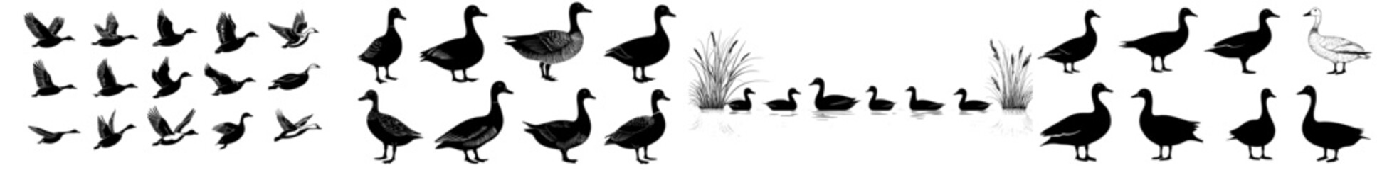 Duck silhouettes, a modern collection in various poses, depicted as black isolated figures on a white background, ideal for wildlife and nature-themed designs and logos