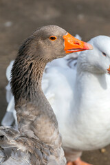 Close-up of a gray goose and a white goose in a natural setting during the daytime, showcasing their unique features and colors