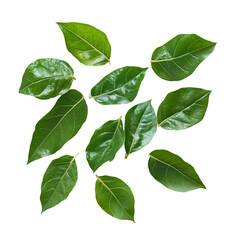 Fototapeta premium a group of green leaves on a white surface