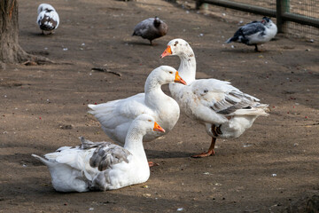 Obraz premium White geese resting together in a park during late afternoon on a calm day