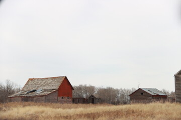 Fototapeta premium Winter Saskatchewan Scenery with animals, frost, fog, abandoned places, churches and more.