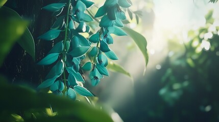 Close up of jade vine flowers cascading down in a tropical rainforest at sunrise