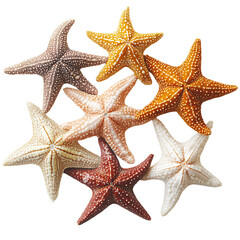 a group of five starfishs sitting next to each other
