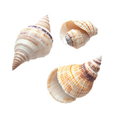 Obraz premium a group of three shells on a white surface