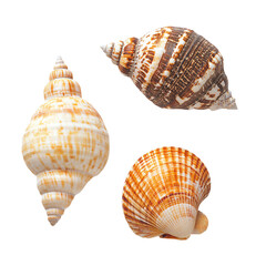 Obraz premium a group of three different shells on a white surface