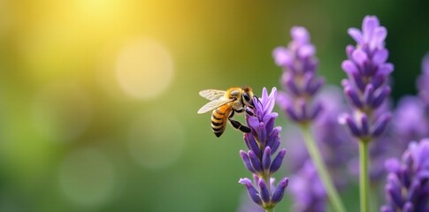 Yellow bee collecting nectar from lavender flowers in summer, floral, summer, lavender