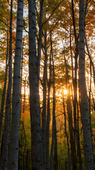 Obraz premium Golden Sunset Through Trees: A serene and ethereal landscape featuring a vibrant golden sunset filtering through a forest of tall trees, casting a warm, ethereal glow on the autumnal scene.