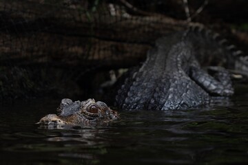 Obraz premium crocodile in the water