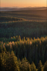 Obraz premium Sunset Over Rolling Hills: A panoramic view of a vast forest landscape bathed in the golden light of a setting sun. Rolling hills and layers of trees create a dramatic and serene scene. 
