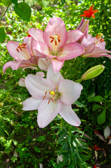 Large beautiful flowers of Lilium