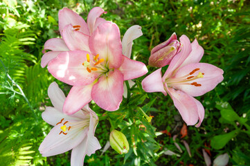 Large beautiful flowers of Lilium