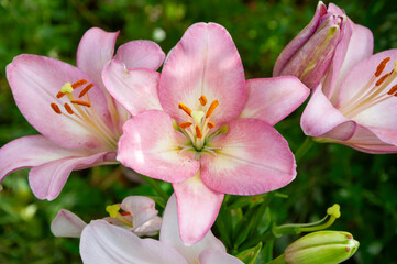 Large beautiful flowers of Lilium
