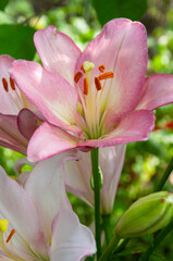 Large beautiful flowers of Lilium