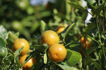 Oranges on the tree in the garden