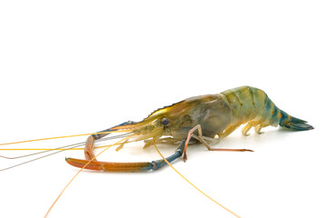 Fresh river prawns isolated on white background. Big freshwater prawns. River prawns for cooking.