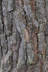 Natural structure of pine bark in the wild.