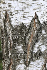 Natural texture of birch bark in the wild.