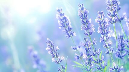 Obraz premium Lavender flowers in soft focus with dreamy blue gradient background, illuminated by gentle sunlight, creating serene and calming atmosphere