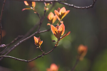 Spring background. Close-up of budding tree leaves in the rays of the sun.