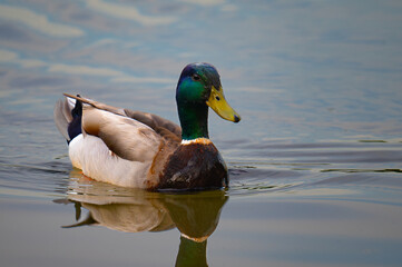 Mallard drake, Anas platyrhynchos, swimming on water that is reflecting a cloudy sky, Chickamauga Lake in Harrison Bay State Park, Tennessee