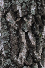 Natural texture of birch bark in the wild.