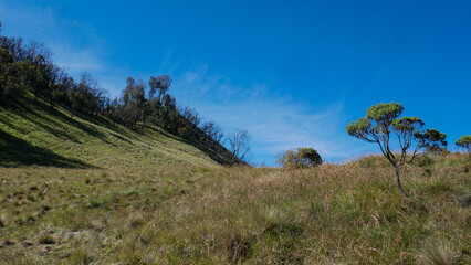 Obraz premium The beauty of the green meadow scenery with wild grass and Edelweiss trees growing on the right side. The green color of the trees contrasts with the blue of the clear sky with thin clouds.