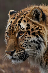 Obraz premium Amur Leopard Portrait: A majestic Amur leopard, its fur a captivating blend of tawny and black spots, gazes intently.