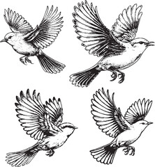 Dynamic Bird Flight Illustrations - Detailed Black-and-White Sketches